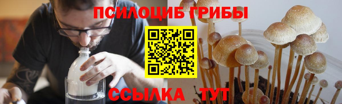 Галлюциногенные грибы Psilocybine cubensis  Вход с VPN  Псилоцибиновые грибы Cubensis  Ейск 